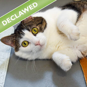 Rescue Domestic Long Hair Cats for Adoption in Des Moines, Iowa - Tim -- Bonded Buddy With Tuxedo | PetCurious