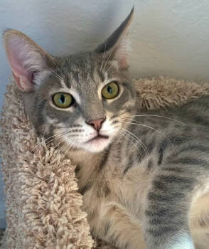Rescue Domestic Short Hair Cats for Adoption in Salinas, California - Mac | PetCurious