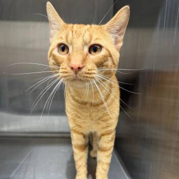 William Wonka Donk -  Domestic Short Hair Cat for Adoption in Morganton, North Carolina - William Wonka Donk | PetCurious