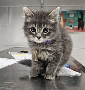 ARGON -  Domestic Long Hair Cat for Adoption in St. Louis, Missouri - ARGON | PetCurious