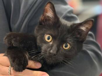 Ozzy TRIPAWD - COURTESY LISTING -  American Bobtail and Domestic Short Hair Cat for Adoption in Algood, Tennessee - Ozzy TRIPAWD - COURTESY LISTING | PetCurious