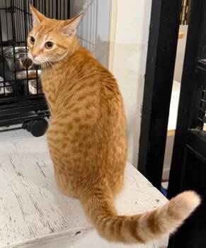 Domestic Short Hair Cats Available for Adoption - Cherry Sprite | PetCurious