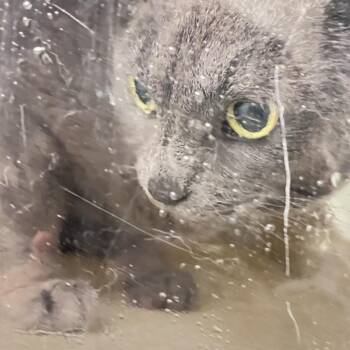 Willow -  Domestic Short Hair Cat for Adoption in Philadelphia, Pennsylvania - Willow | PetCurious