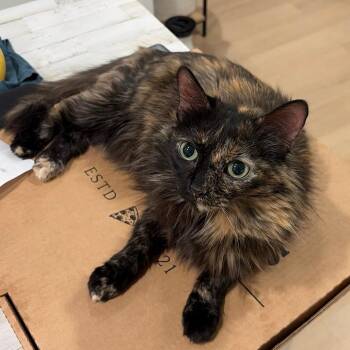 Penelope -  Domestic Long Hair Cat for Adoption in Chicago, Illinois - Penelope | PetCurious
