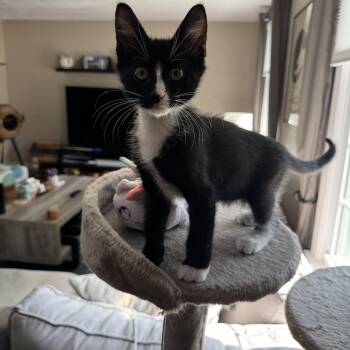 Mu -  Domestic Short Hair Cat for Adoption in Norwood, Massachusetts - Mu | PetCurious