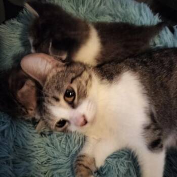 American Bobtail Cats Available for Adoption - Evie F-21597 | PetCurious