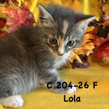 Foster Lola II -  Domestic Short Hair Cat for Adoption in Batavia, New York - Foster Lola II | PetCurious