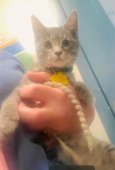 SHAGGY -  Domestic Short Hair Cat for Adoption in St. Louis, Missouri - SHAGGY | PetCurious