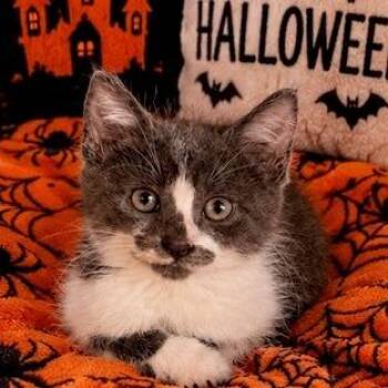 Jim -  Domestic Short Hair Cat for Adoption in Hawthorne, California - Jim | PetCurious