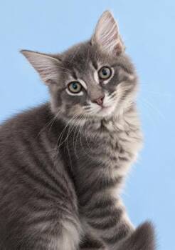 Clinton 1408-26 -  Domestic Long Hair and Domestic Short Hair Cat for Adoption in Cumming, Georgia - Clinton 1408-26 | PetCurious