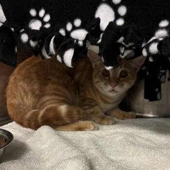 Barn Cat -  Domestic Short Hair Cat for Adoption in Council Bluffs, Iowa - Barn Cat | PetCurious