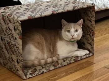 Domestic Short Hair Cats Available for Adoption - Trevor (foster Cat) Bonded With Raja | PetCurious