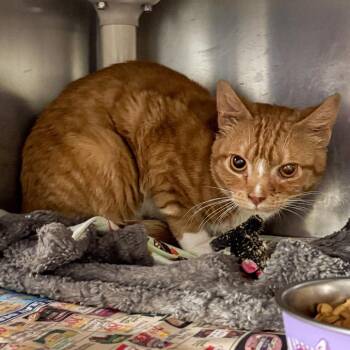 Garfield -  Domestic Short Hair Cat for Adoption in Kennebunk, Maine - Garfield | PetCurious