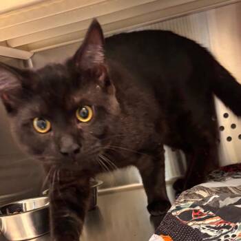 Jordan Cat-alano -  Domestic Short Hair Cat for Adoption in Norman, Oklahoma - Jordan Cat-alano | PetCurious