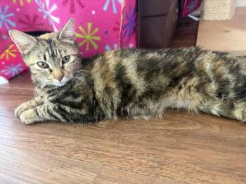 Arabella -  Domestic Short Hair Cat for Adoption in Papillion, Nebraska - Arabella | PetCurious