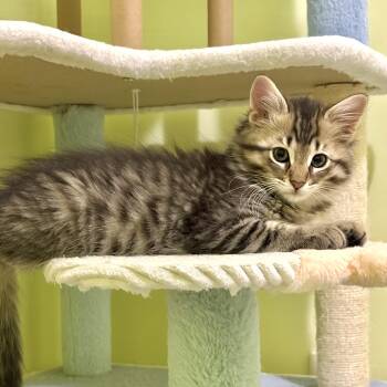 Tabby and Domestic Medium Hair Cats Available for Adoption in Vaughan, Ontario - Double Bubble (DB) | PetCurious