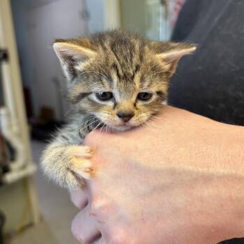 Skeena -  Domestic Short Hair Cat for Adoption in Mt. Juliet, Tennessee - Skeena | PetCurious