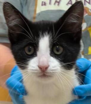 SHANTI -  Domestic Short Hair Cat for Adoption in Elizabethton, Tennessee - SHANTI | PetCurious