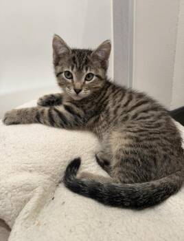 Bear (Bonded to Biscuit) -  Domestic Short Hair Cat for Adoption in Wheaton, Illinois - Bear (Bonded To Biscuit) | PetCurious