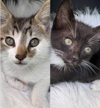 Domestic Short Hair Cats Available for Adoption in Encinitas, California - Xerxes & Xavier (Bonded Pair) | PetCurious