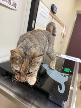 Rescue Domestic Short Hair Cats for Adoption in West Chester, Pennsylvania - Cora | PetCurious