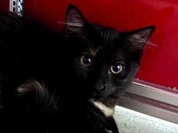 Panthra -  Dilute Tortoiseshell Cat for Adoption in Powell, Ohio - Panthra | PetCurious
