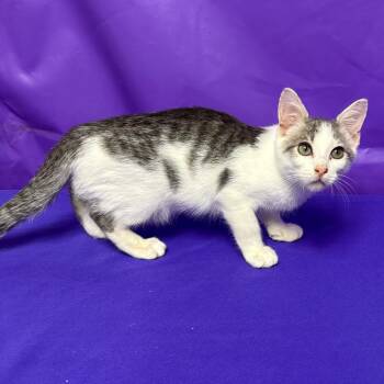 Boom -  Domestic Short Hair Cat for Adoption in North Myrtle Beach, South Carolina - Boom | PetCurious