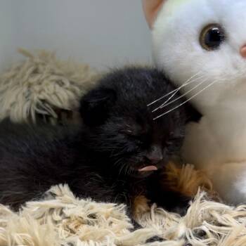 Wadsworth -  Domestic Short Hair Cat for Adoption in Los Angeles, California - Wadsworth | PetCurious