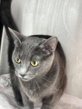 Domestic Short Hair Cats Available for Adoption in West Chester, Pennsylvania - Graye | PetCurious