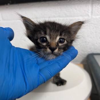 American Shorthair Cats Available for Adoption in Edinburg, Texas - Cobalt | PetCurious