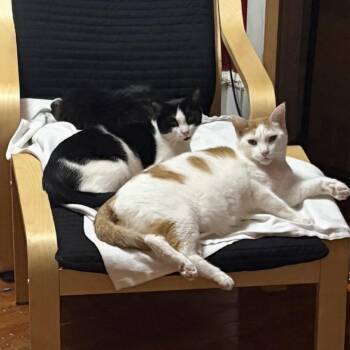Tommy -  Domestic Short Hair Cat for Adoption in Philadelphia, Pennsylvania - Tommy | PetCurious
