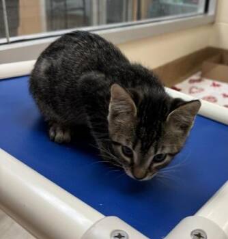 Boots -  Domestic Short Hair Cat for Adoption in Gainesville, Florida - Boots | PetCurious