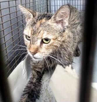ANNETTE -  Domestic Short Hair Cat for Adoption in San Antonio, Texas - ANNETTE | PetCurious