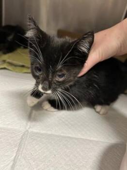 Domestic Short Hair Cats Available for Adoption - Boingo | PetCurious