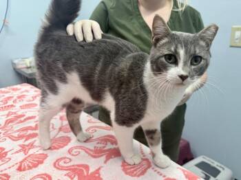 Huckleberry Hash -  Domestic Short Hair Cat for Adoption in Raleigh, North Carolina - Huckleberry Hash | PetCurious
