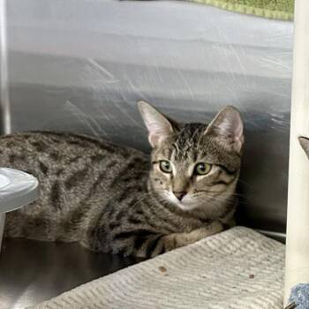 Lyra -  Domestic Short Hair Cat for Adoption in Buffalo, New York - Lyra | PetCurious