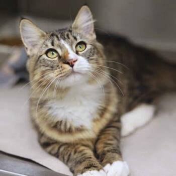 Rogue -  Domestic Medium Hair Cat for Adoption in Atlanta, Georgia - Rogue | PetCurious