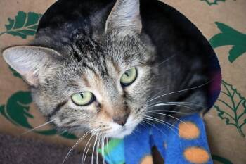 Domestic Short Hair Cats Available for Adoption - Tammy | PetCurious