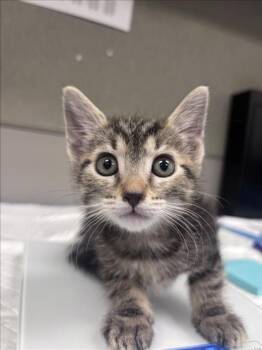 VIVALDI -  Domestic Short Hair Cat for Adoption in Las Vegas, Nevada - VIVALDI | PetCurious