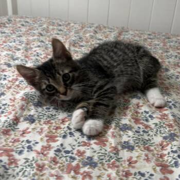 Alex -  Domestic Short Hair Cat for Adoption in Carmel, Indiana - Alex | PetCurious