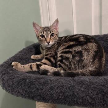 Honey -  Domestic Short Hair and Tabby Cat for Adoption in Mastic, New York - Honey | PetCurious