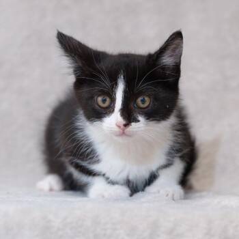 Twain -  Domestic Short Hair Cat for Adoption in Sunnyvale, California - Twain | PetCurious