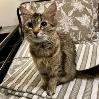 Rescue Torbie and Domestic Long Hair Cats for Adoption in Knoxville, Tennessee - Skunki Nevada | PetCurious