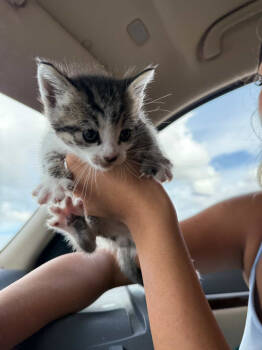 Rescue Domestic Short Hair Cats for Adoption in Long Beach, California - Sol | PetCurious