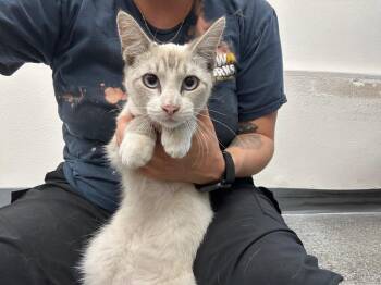 Leo -  Domestic Short Hair Cat for Adoption in Thousand Oaks, California - Leo | PetCurious