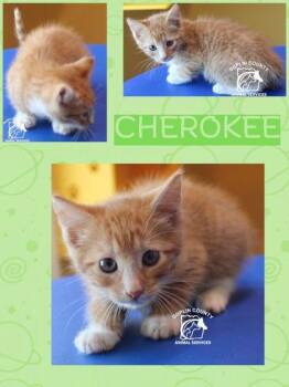 Cherokee -  Domestic Medium Hair and Domestic Short Hair Cat for Adoption in Kenansville, North Carolina - Cherokee | PetCurious