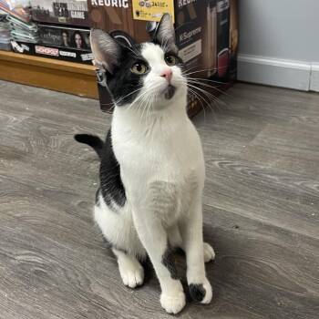 Luigi -  Domestic Short Hair Cat for Adoption in Granville, Ohio - Luigi | PetCurious