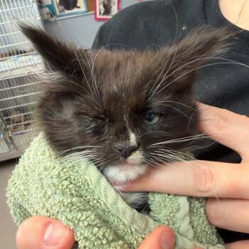 King "Edmund" the Just -  Domestic Short Hair Cat for Adoption - King "Edmund" The Just | PetCurious