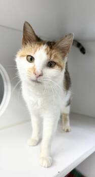 Domestic Short Hair Cats Available for Adoption in Rochester, Indiana - Maggie ~ Adorable Senior!!  Feline Leukemia Positive | PetCurious