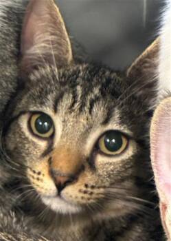CORAL -  Domestic Short Hair Cat for Adoption in Palmetto, Florida - CORAL | PetCurious